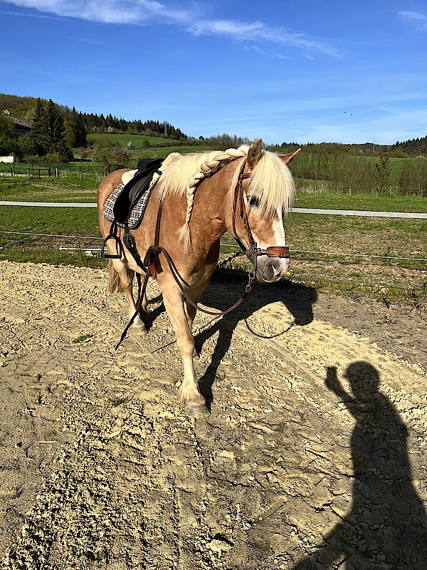 Tiergestützte Therapie – Medium Pferd Westerwald Neuwied Altenkirchen Selters Montabaur Limburg Dierdorf Hachenburg 